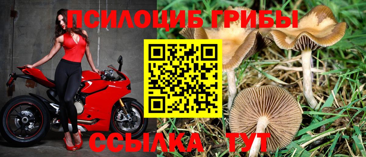 Галлюциногенные грибы Psilocybe  Псилоцибиновые грибы Psilocybine cubensis  Вход с VPN  Чусовой 
